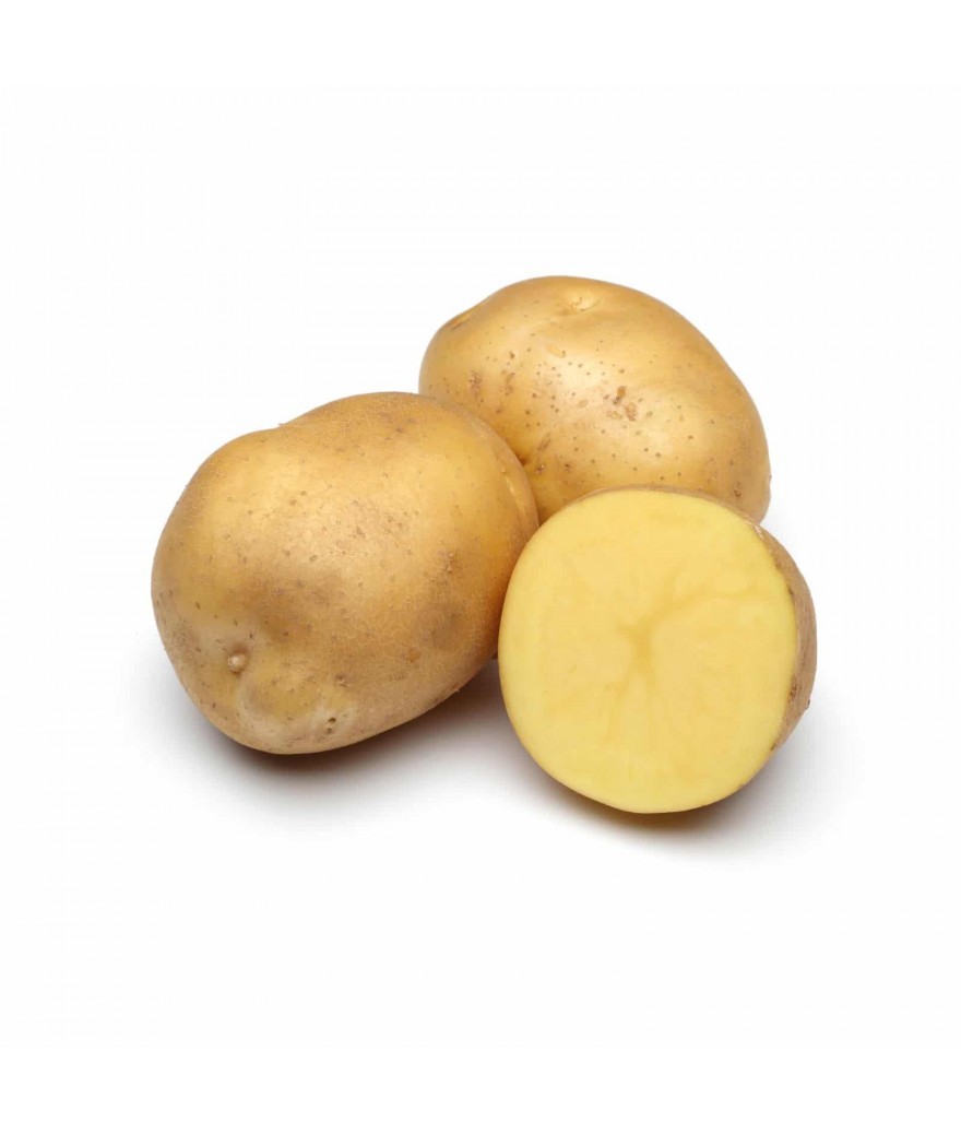 Pomme de Terre Agatha Nouvelle Lavée